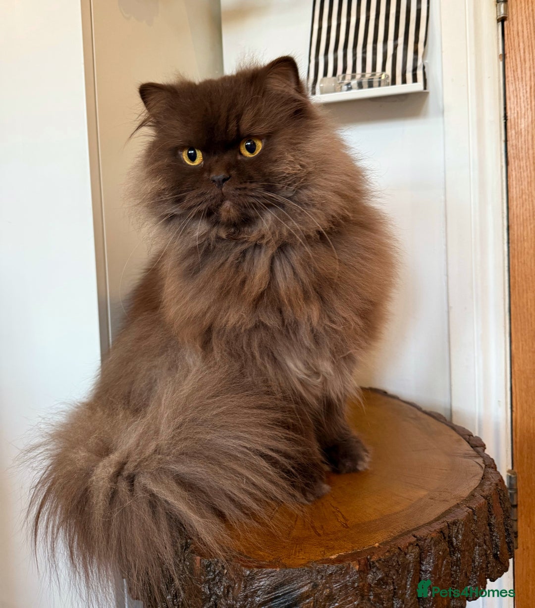 British Longhair cats for sale: British longhair  - Advert 6
