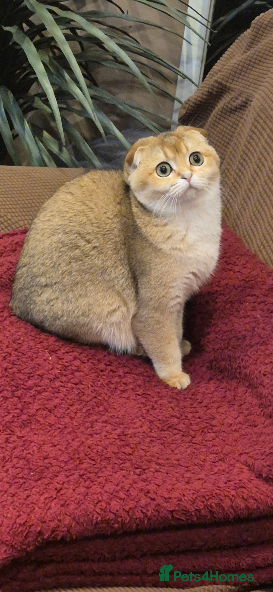 Scottish Fold cats for sale: Beautiful registered Scottish fold girl - Image 1
