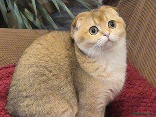 Scottish Fold cats Beautiful not spayed registered Scottish fold girl - Advert 3