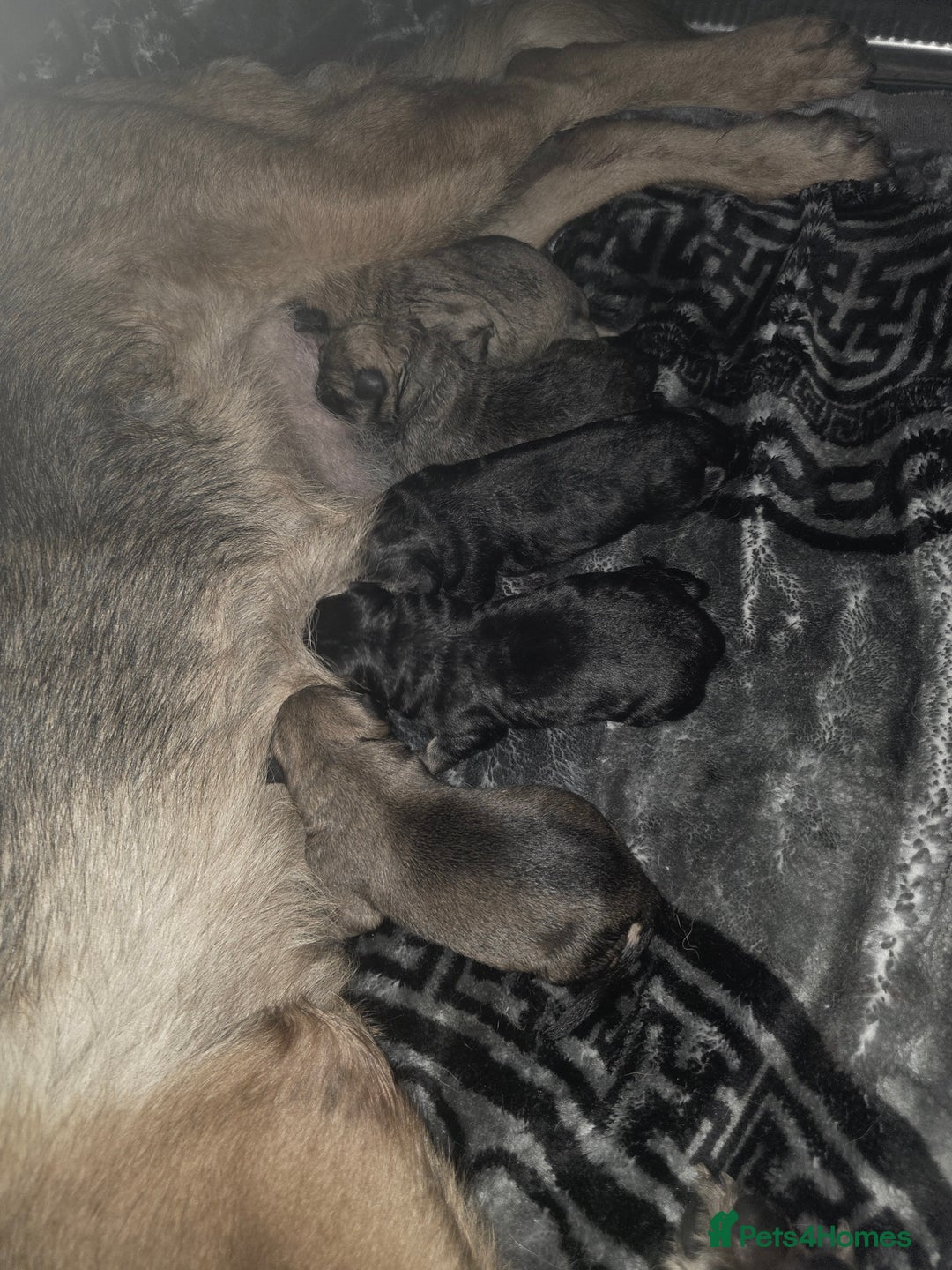 German Shepherd dogs for sale: Puppy German Shepherd  - Image 3