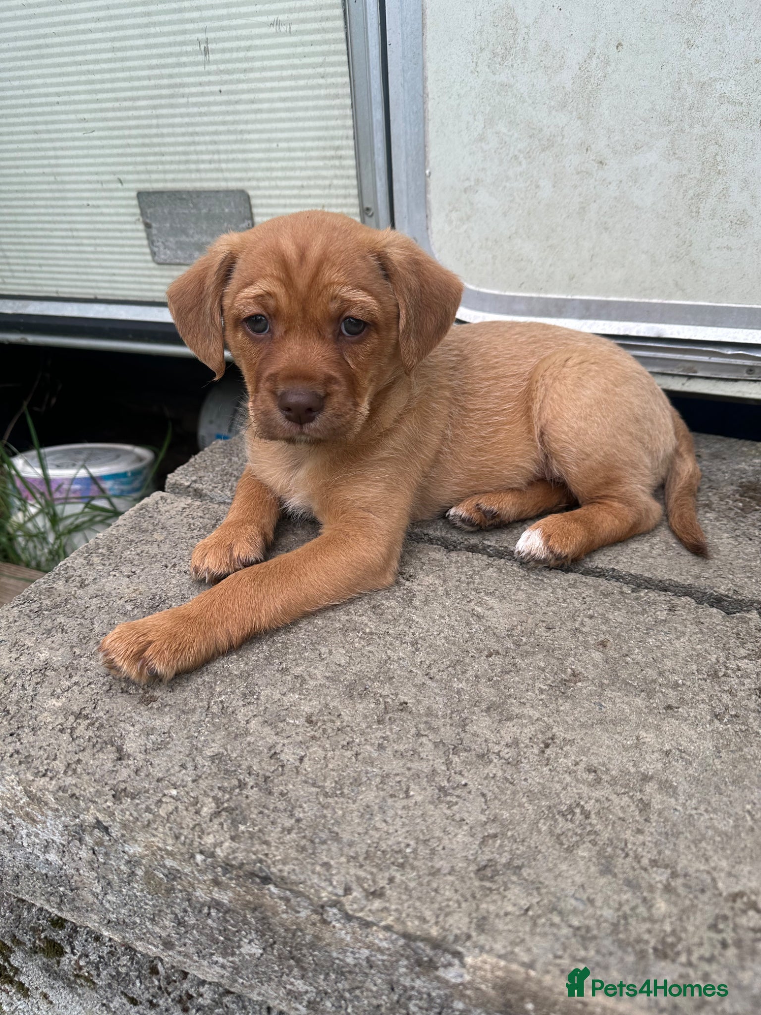 Mixed Breed dogs Mixed Breed Puppies  - Advert 5
