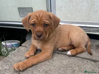 Mixed Breed dogs Mixed Breed Puppies - Advert 5