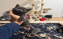 British Shorthair cats for sale: British shorthair  - Image 2