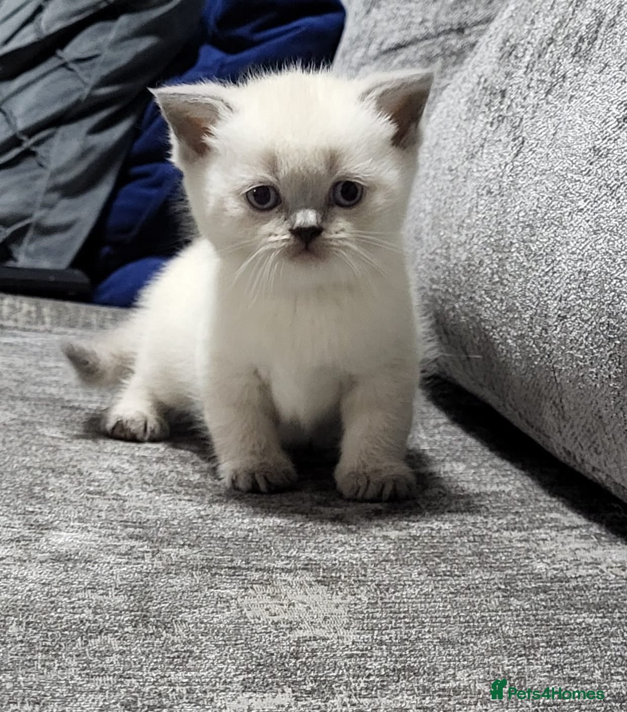 British Shorthair cats ☆☆ prestige chunky & fluffy, britsh shorthairs! ☆☆ - Advert 2