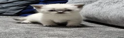 British Shorthair cats for sale: ☆☆ prestige chunky & fluffy, britsh shorthairs! ☆☆ - Advert 2