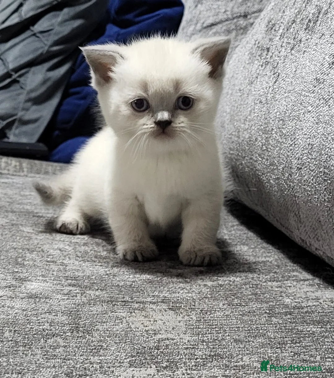 British Shorthair cats for sale: ☆☆ prestige chunky & fluffy, britsh shorthairs! ☆☆ - Advert 2