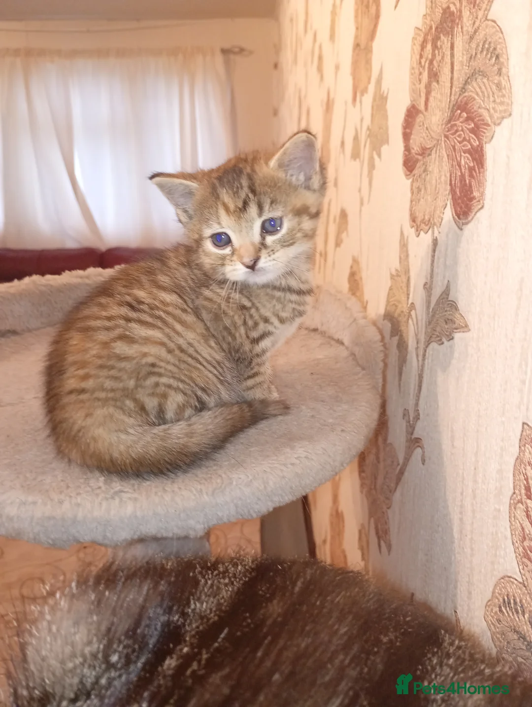 Mixed Breed cats for sale: 4 Gorgeous kittens looking for a home! - Advert 13