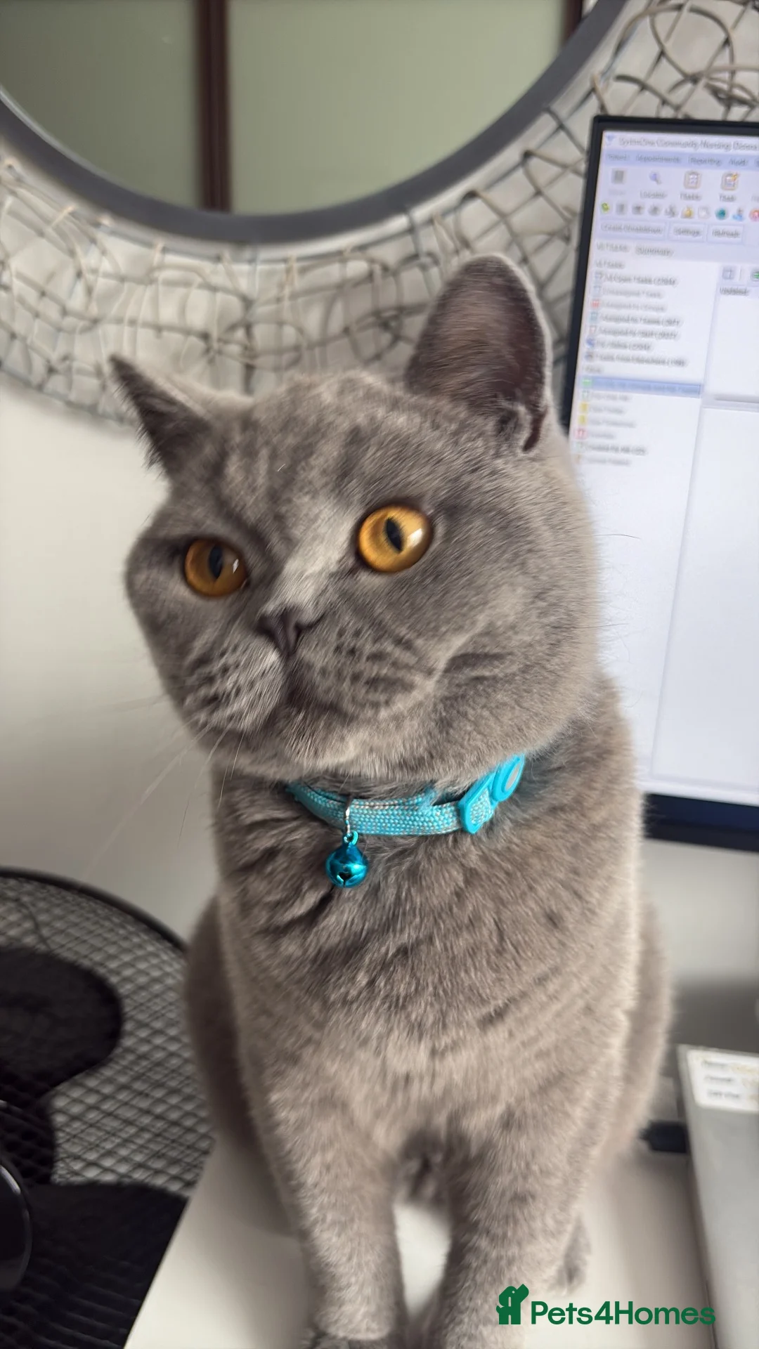British Shorthair cats for sale: British Blue Shorthair  - Advert 1