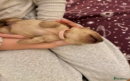 Labrador Retriever dogs for sale: Fox red labradors available now  - Advert 19