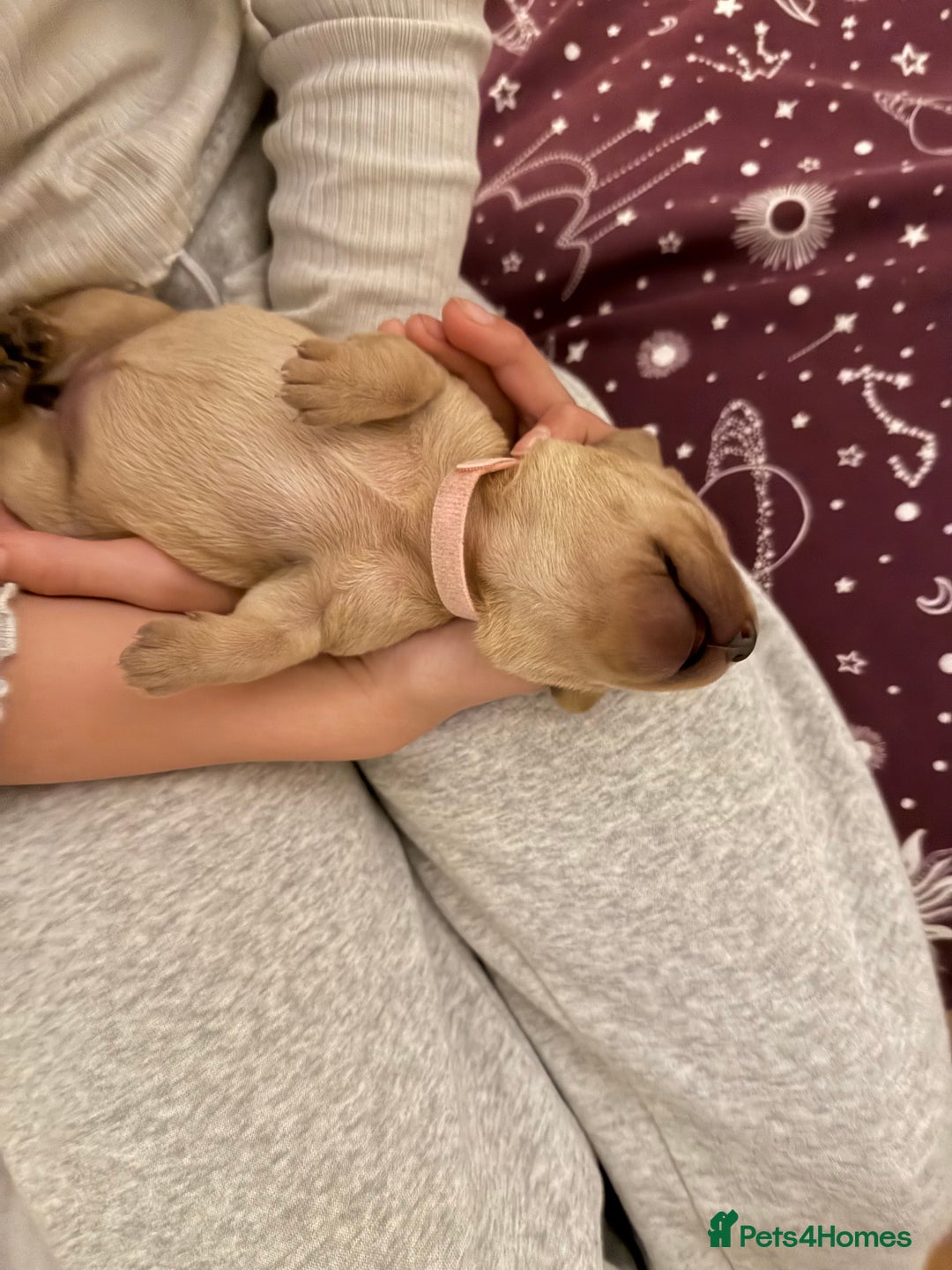 Labrador Retriever dogs for sale: Fox red labradors available now  - Advert 19