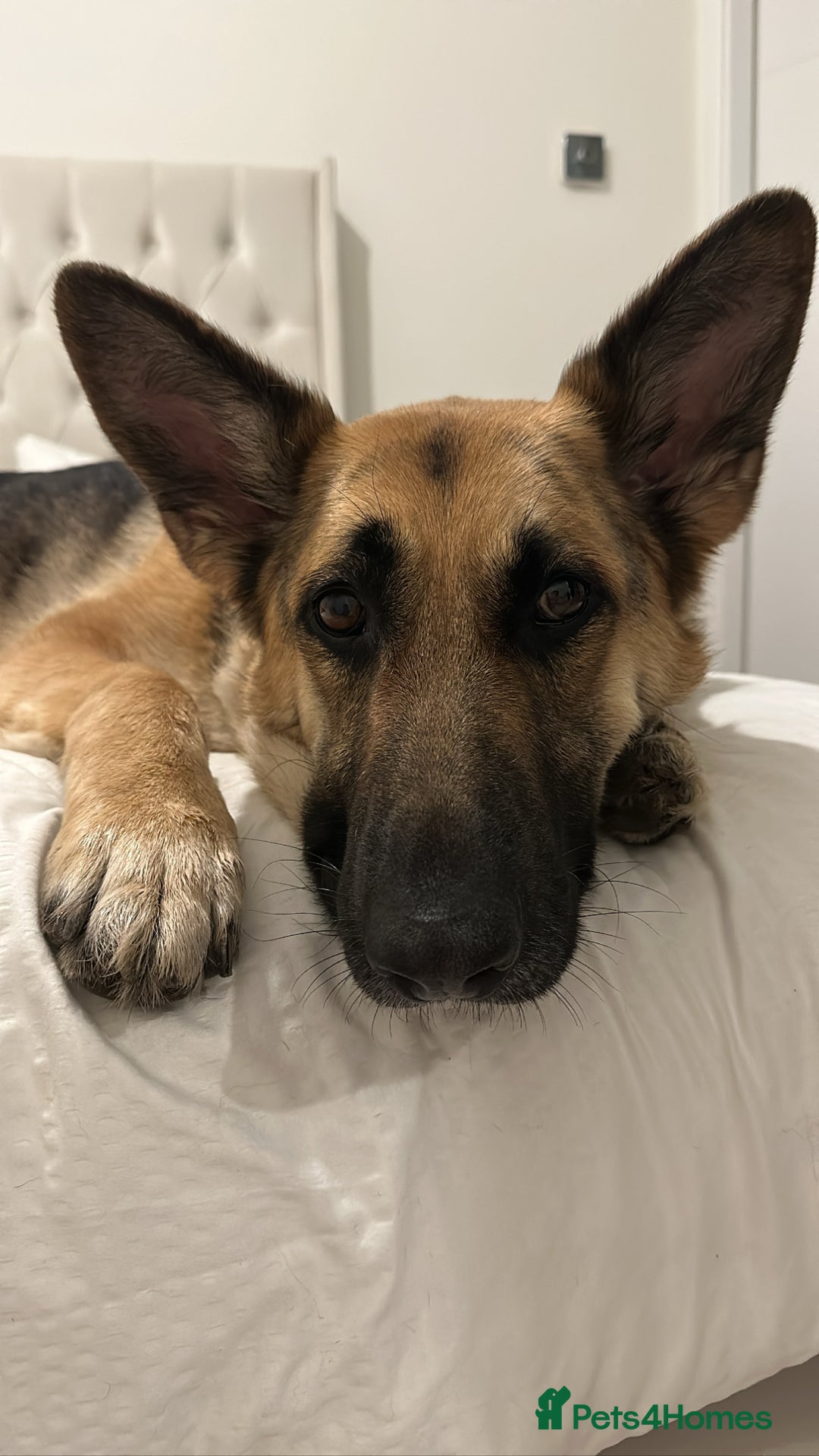 German Shepherd dogs for sale: Female German Shepherd  - Advert 4