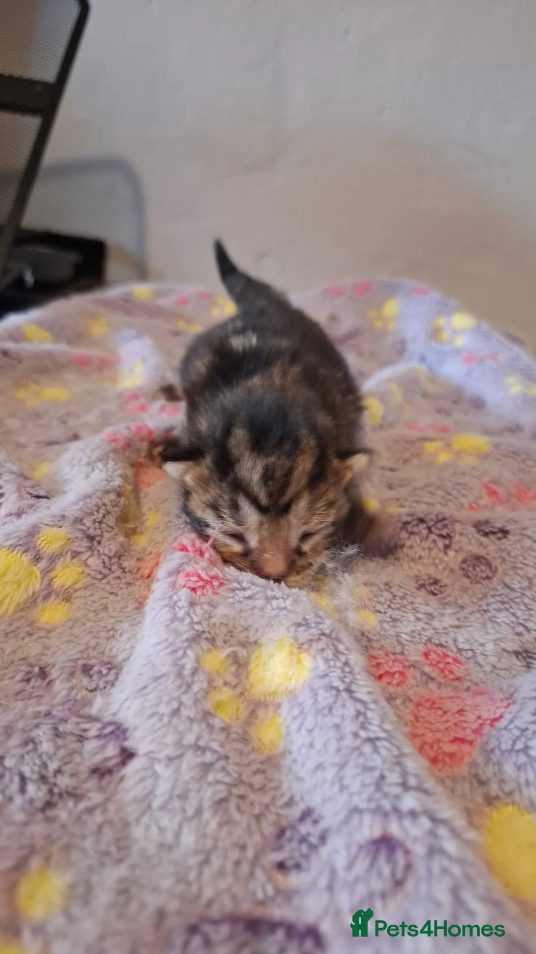 Mixed Breed cats for sale: 4 kittens  - Advert 5