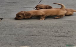 Dachshund dogs for sale: Dachshund miniature long hair  - Image 4