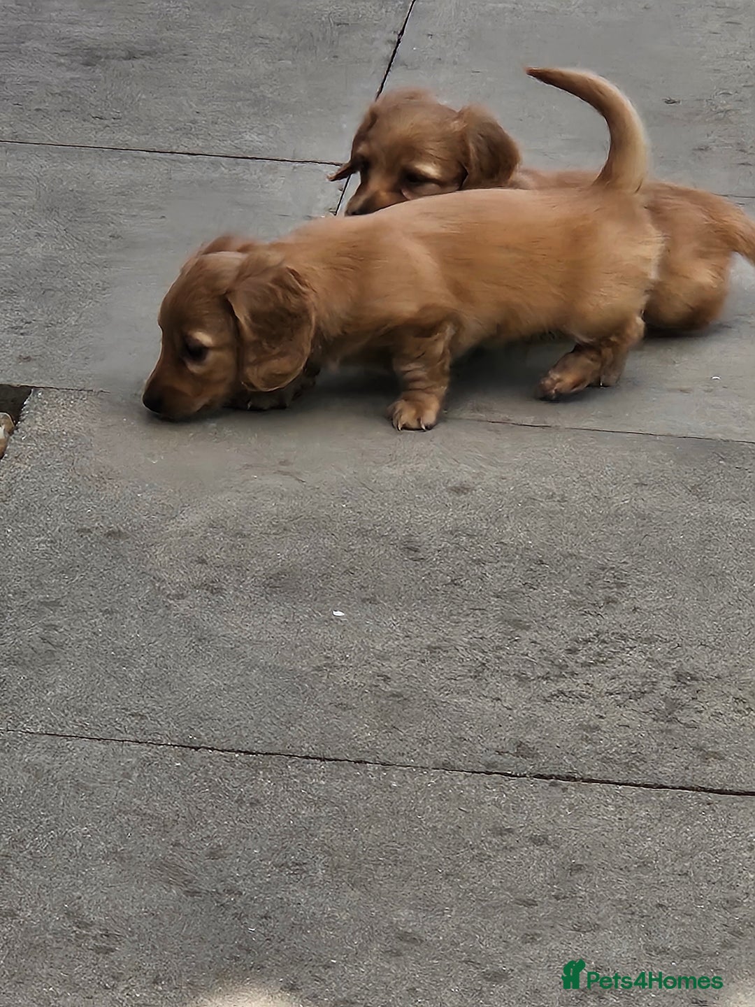 Dachshund dogs for sale: Dachshund miniature long hair  - Image 4