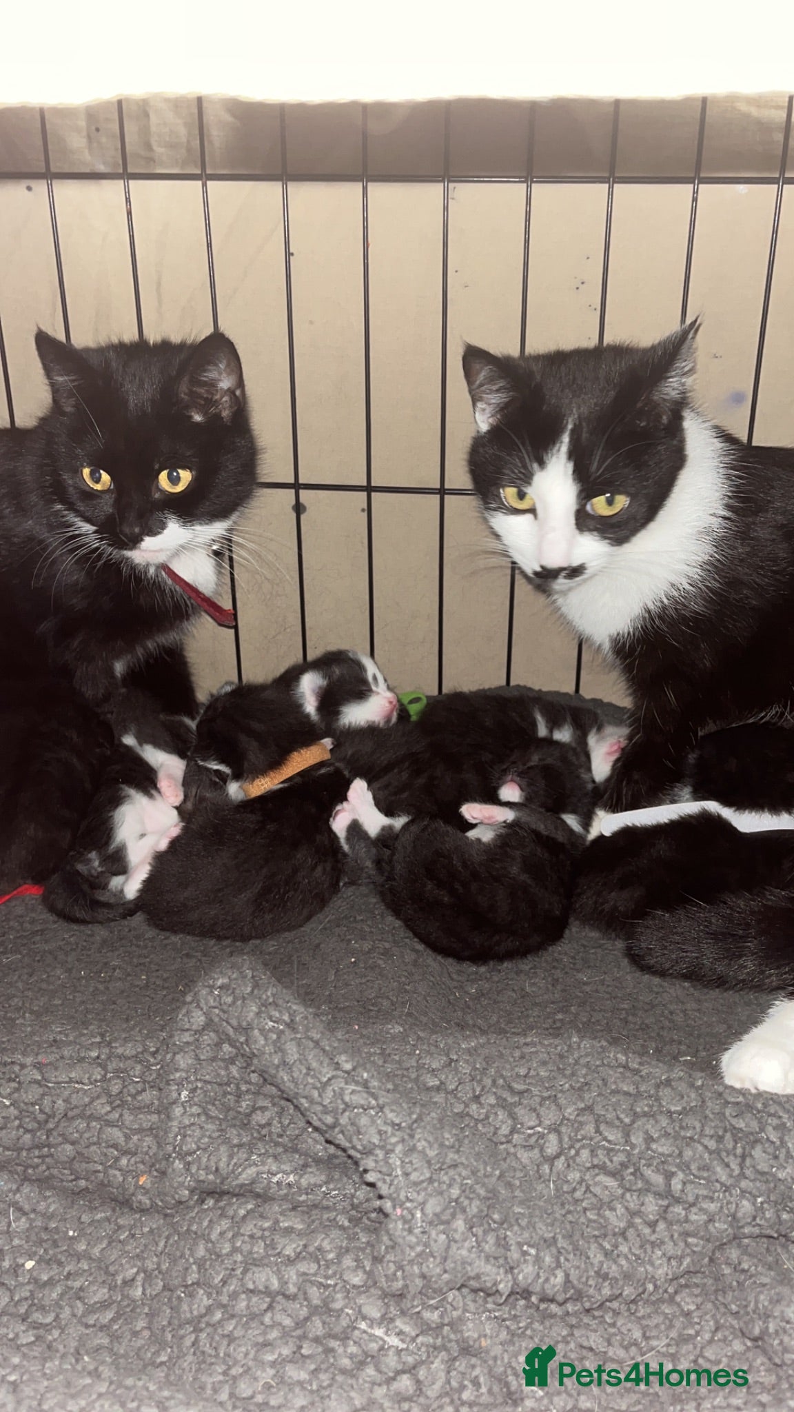 Domestic Shorthair cats Kittens  - Advert 1
