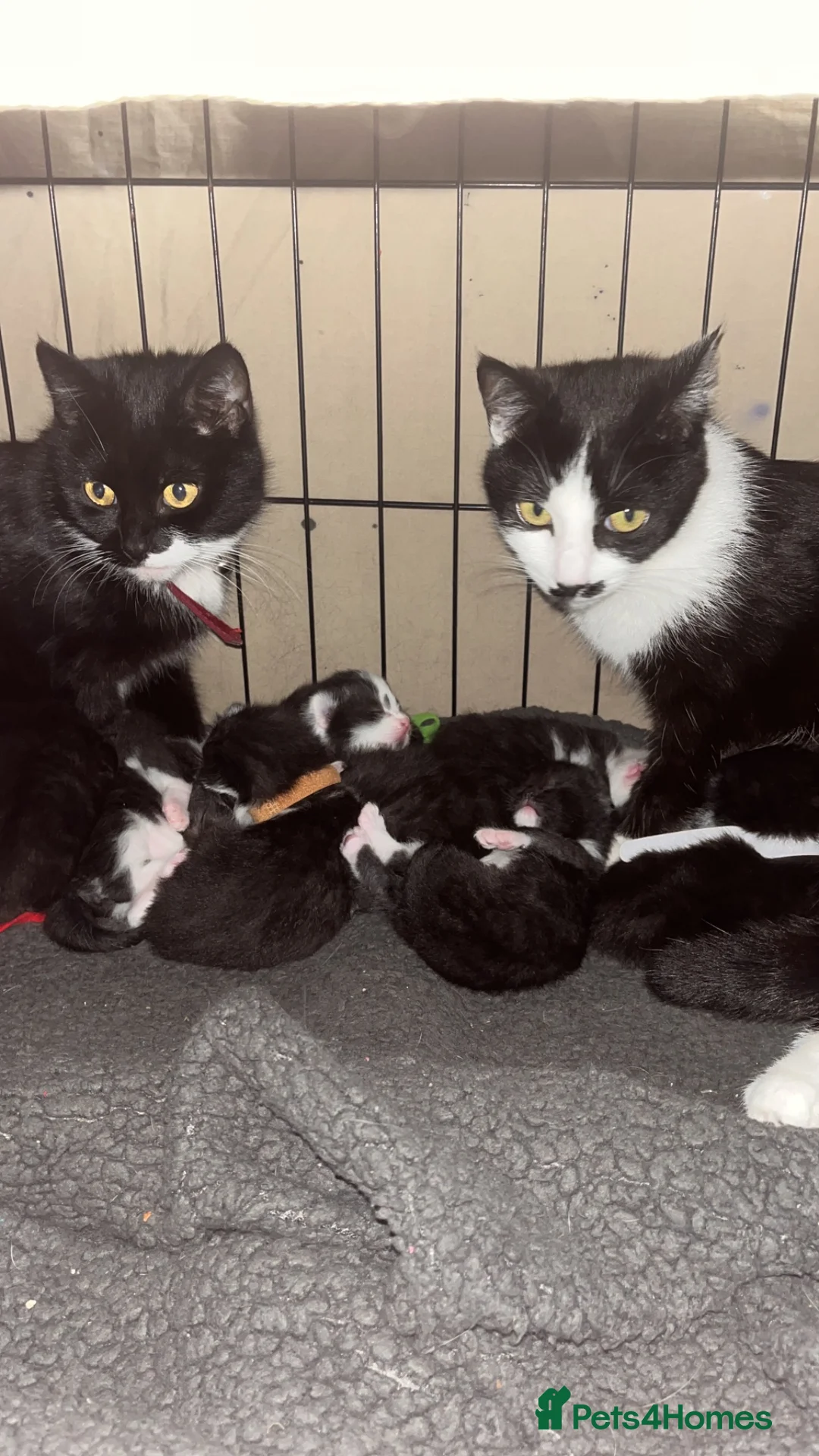 Domestic Shorthair cats for sale: Kittens  - Advert 1