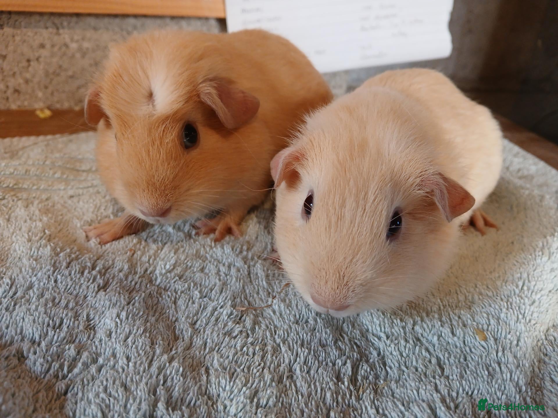 Guinea Pig rodents 2 female guinea pigs - Advert 7