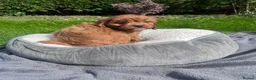 Cavapoo dogs for sale: Adorable F1 Cavapoo Puppies  in Uttoxeter - Advert 7