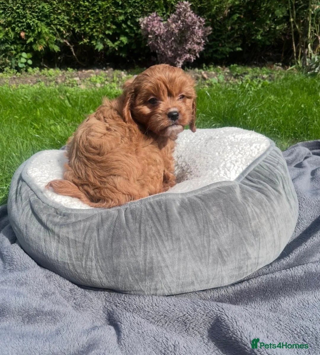 Cavapoo dogs for sale: Adorable F1 Cavapoo Puppies  in Uttoxeter - Advert 7