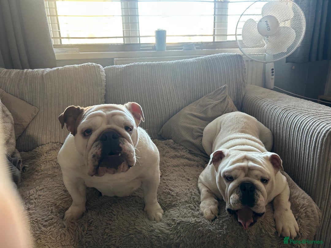 English Bulldog dogs for sale: Brother and sister for sale £2500 for both  - Advert 18