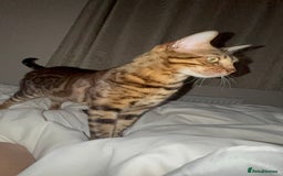 Bengal cats for sale: Bengal girl  - Image 5