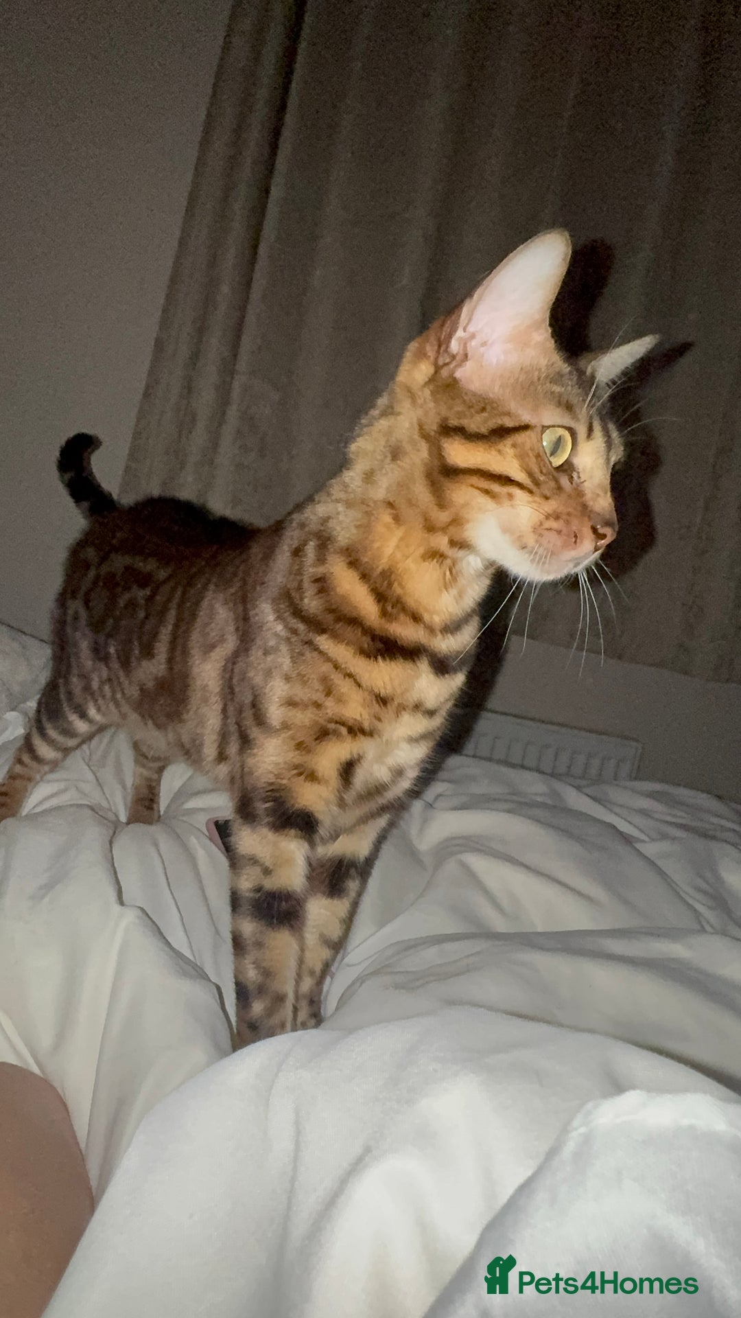Bengal cats for sale: Bengal girl  - Image 5