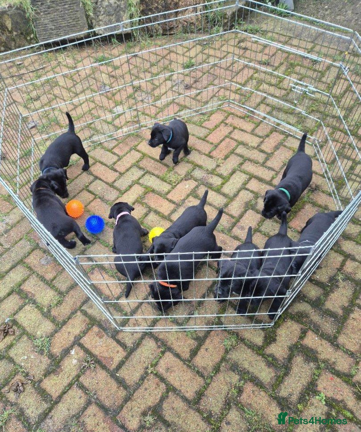 Mixed Breed dogs Pointer/lab pups - Advert 6