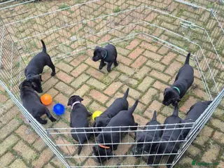 Mixed Breed dogs Pointer/lab pups - Advert 2