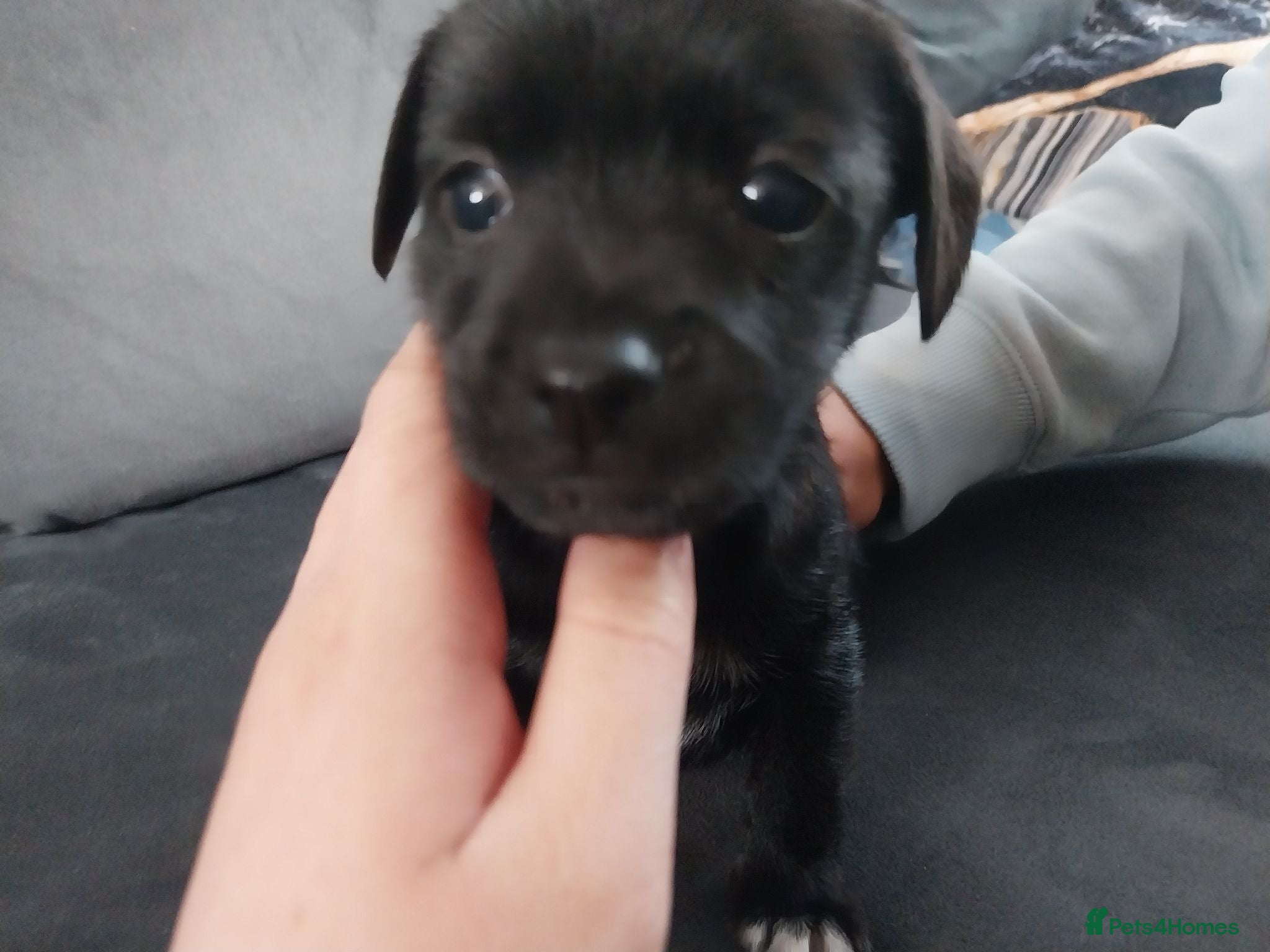 Chorkie dogs Chorkie puppy - Advert 1