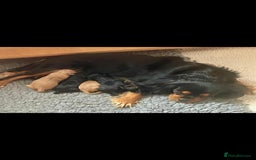 Toy Poodle dogs for stud: Toy poodle stud boy  in Blackburn - Image 14