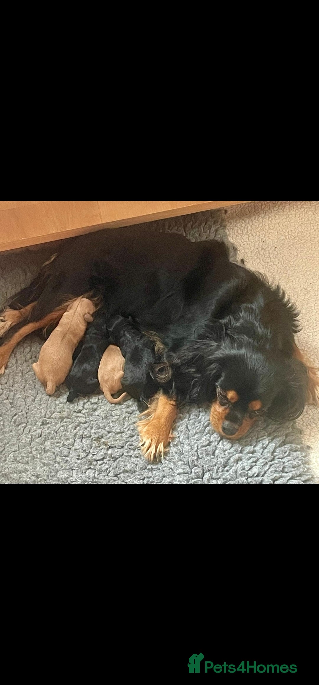 Toy Poodle dogs for stud: Toy poodle stud boy  in Blackburn - Image 14