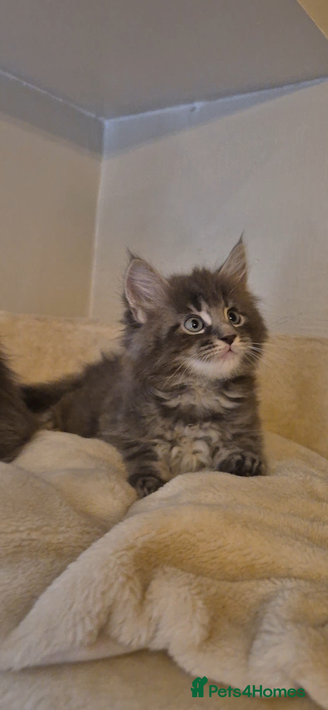 Maine Coon cats for sale: Friendly Maine coone mix baby's ready to go  - Advert 9