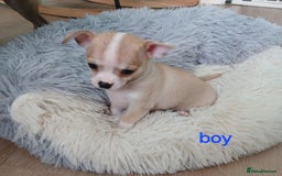 Chihuahua dogs for sale: I am looking for a loving home for my puppies  - Image 10