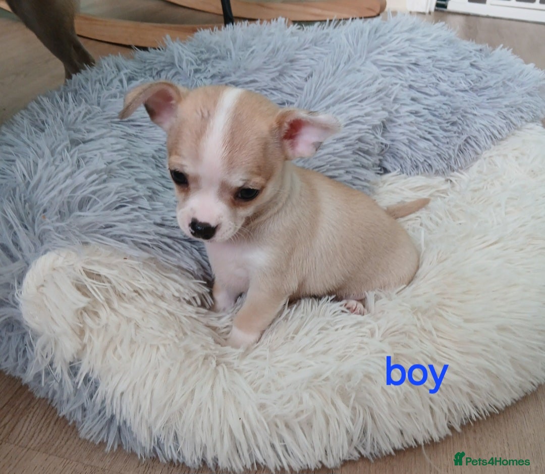 Chihuahua dogs for sale: I am looking for a loving home for my puppies  - Image 10