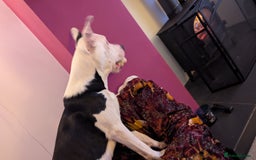 Mixed Breed dogs for sale: Max - Boxer/Collie Cross - Advert 6