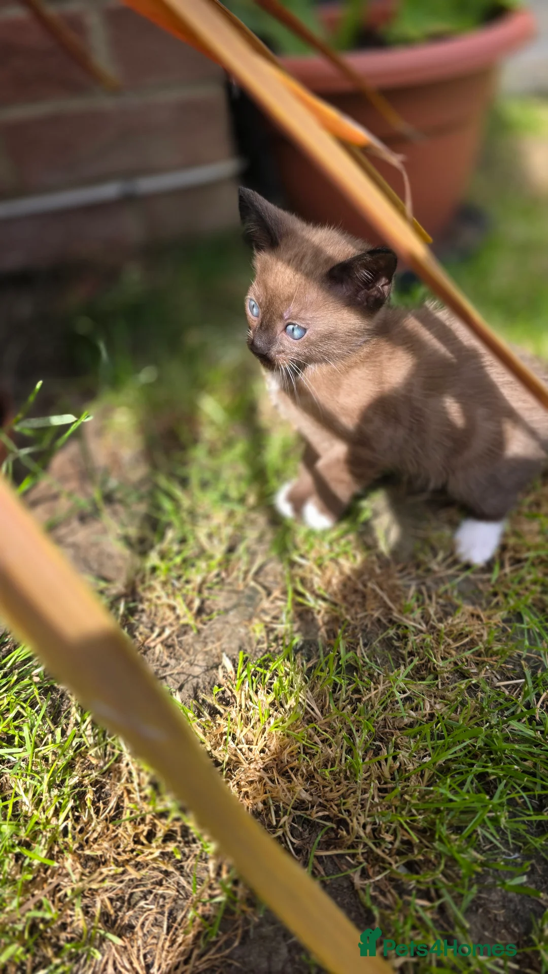 Mixed Breed cats for sale: Bengal & Siamese Mix Male Kitten for sell - Advert 2