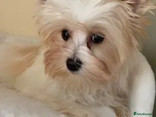 Yorkshire Terrier dogs Colorful Yorkshire terrier - Advert 9