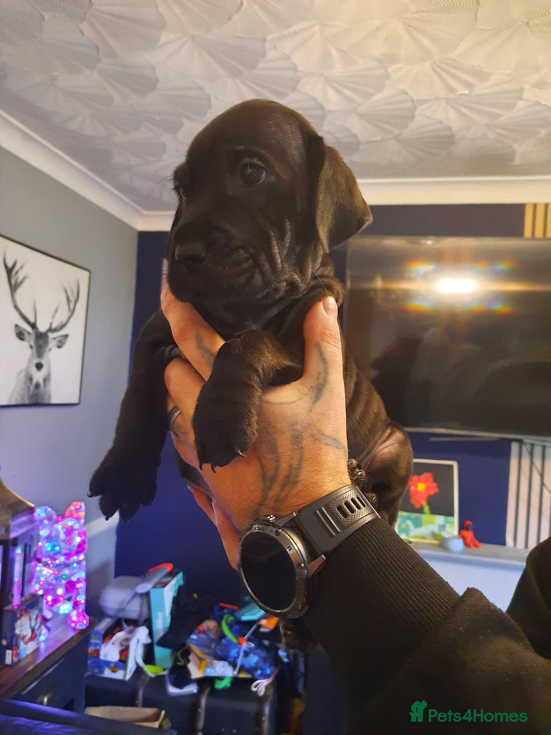 Mixed Breed dogs for sale: Final 2  puppies sharpei x show cocker   - Image 11