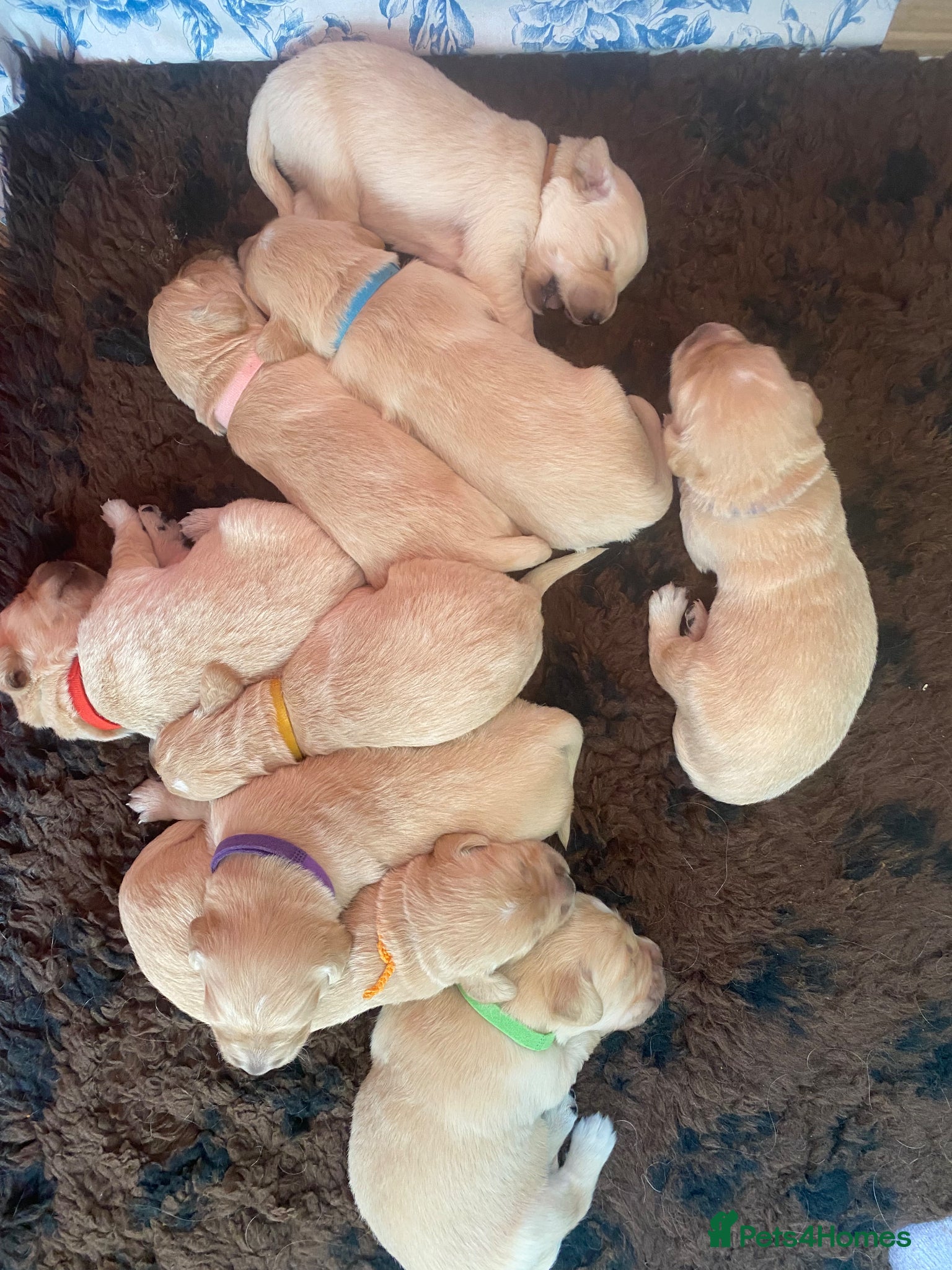 Golden Retriever dogs Kc registered beautiful Golden Retrievers puppies  - Advert 1