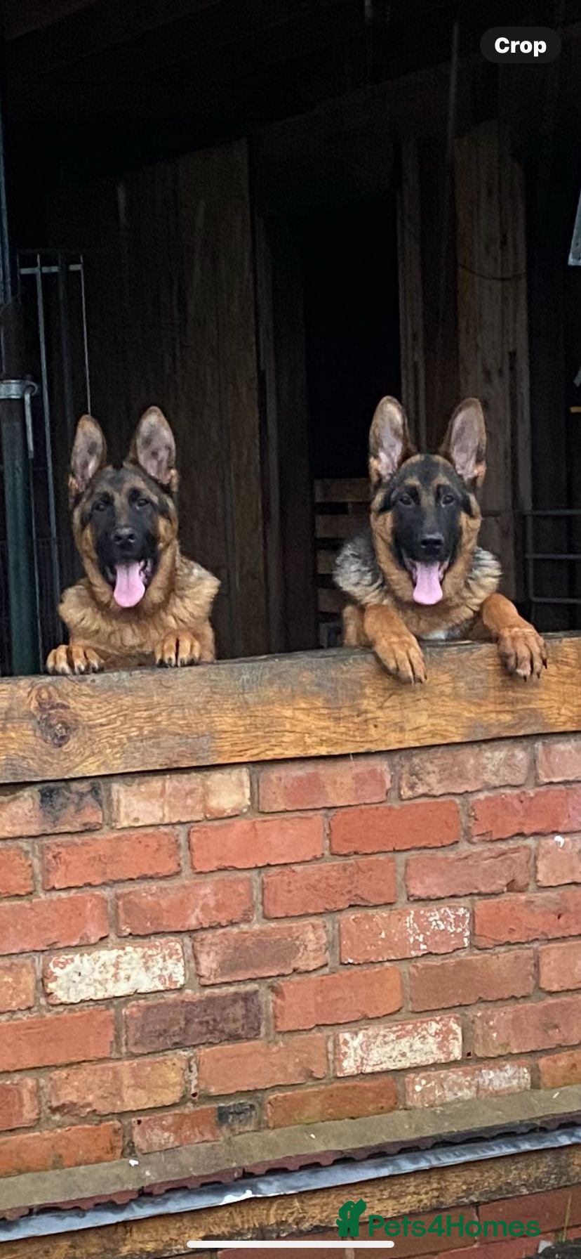German Shepherd dogs for sale: Outstanding GSD male for sale - Advert 7