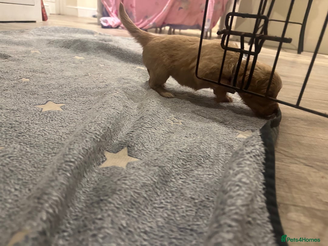 Mixed Breed dogs for sale: Golden Cocker Retriever Puppies  - Advert 11