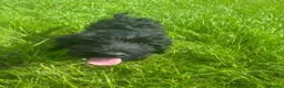 Giant Schnauzer dogs for sale: Ready now! KC Giant Schnauzer Girl Puppy - Advert 4