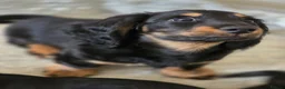 Dachshund dogs for sale: Last Boy ready now - Advert 8