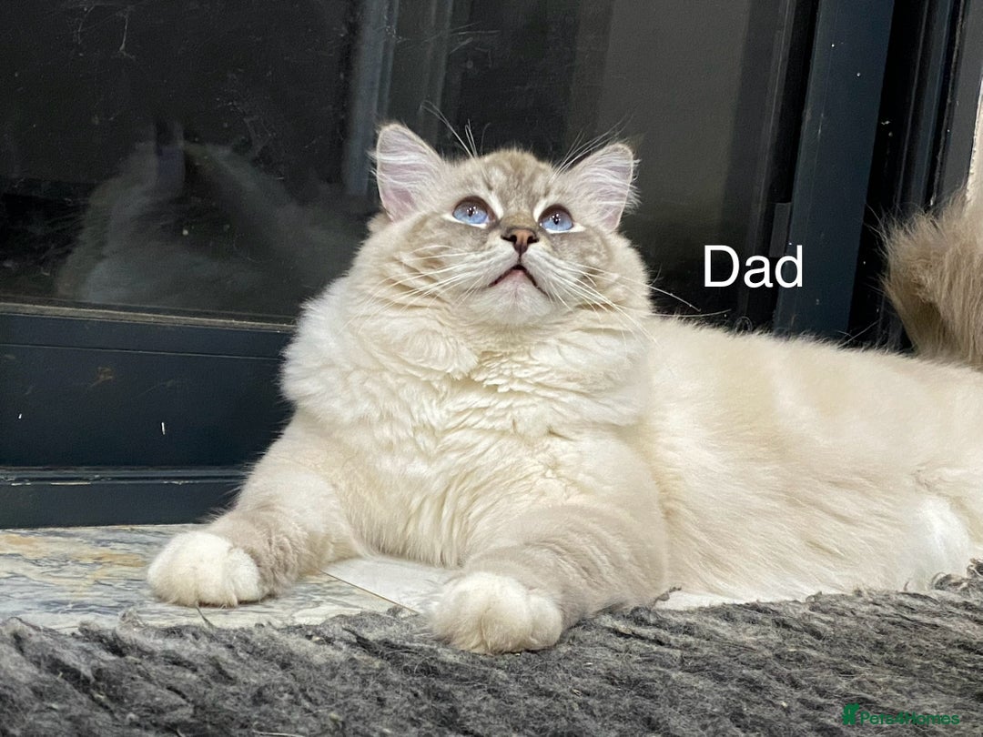 Ragdoll cats for sale: Attention🎈Rare Kitten  - Image 32