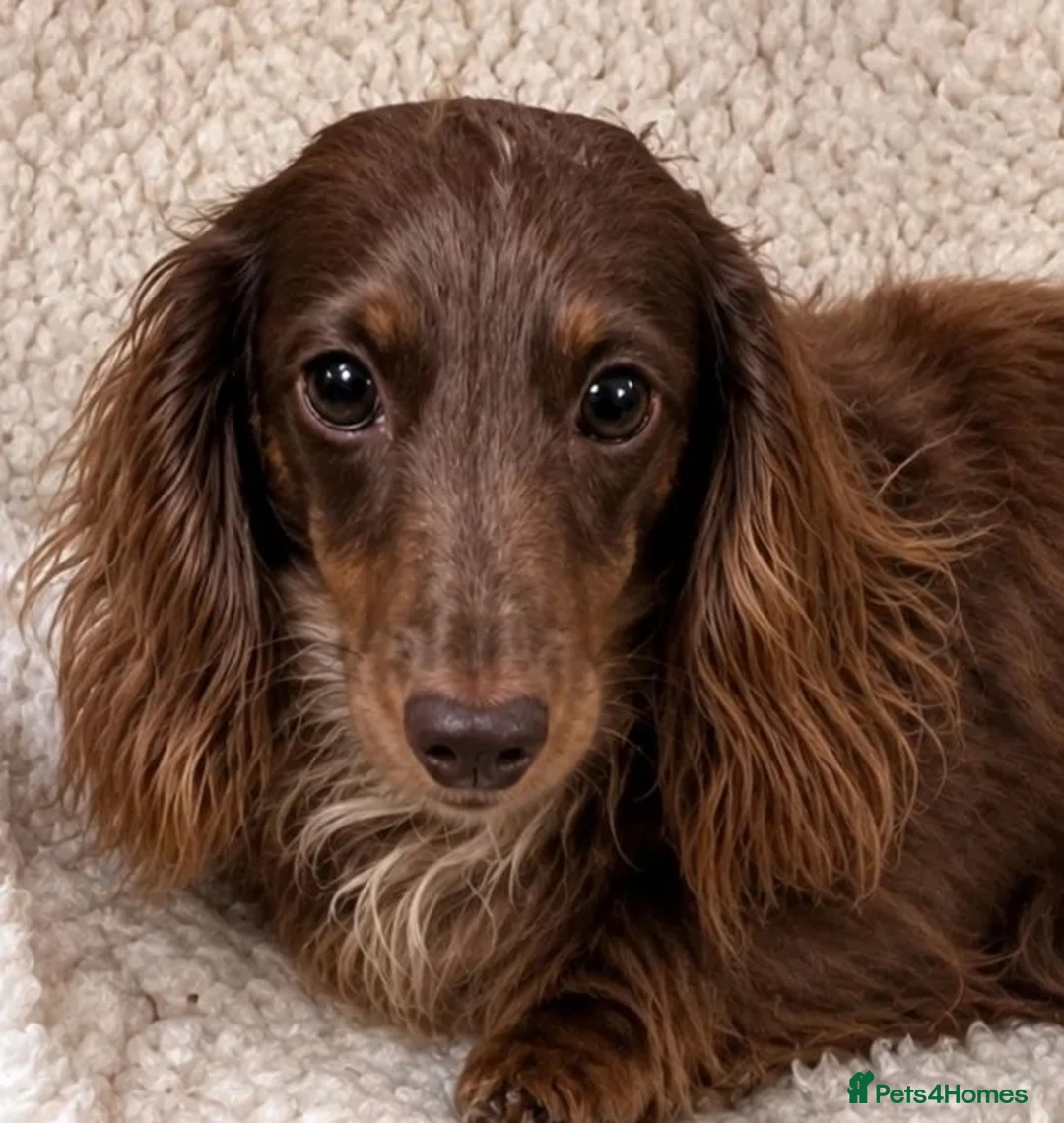 Miniature Dachshund dogs for sale: Choc Dapple LongHaired+KC+Female+Great Temperament - Advert 2