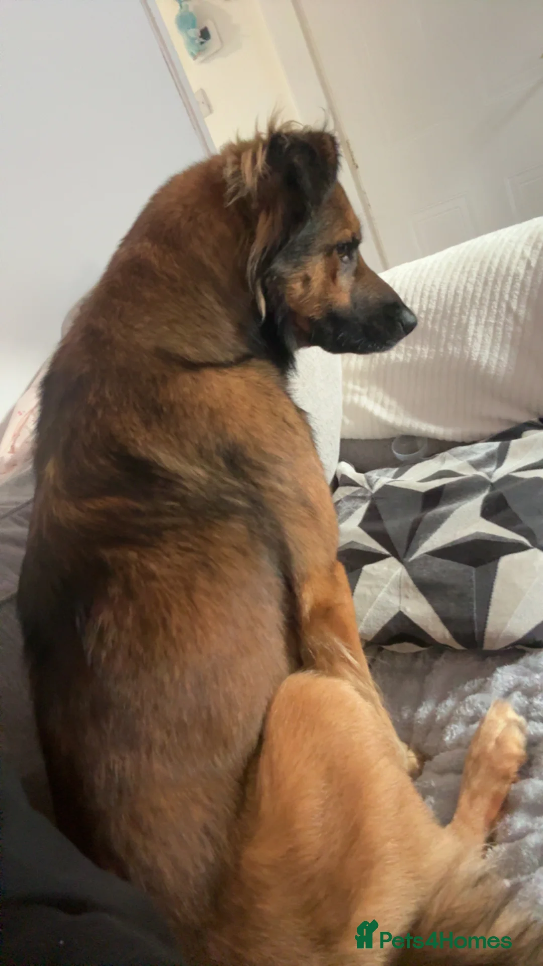 Mixed Breed dogs for sale: German shepherd  - Advert 3