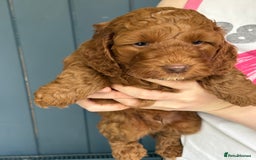 Cockapoo dogs for sale: Red, Chocolate and Merle Cockapoo Puppies - Image 9