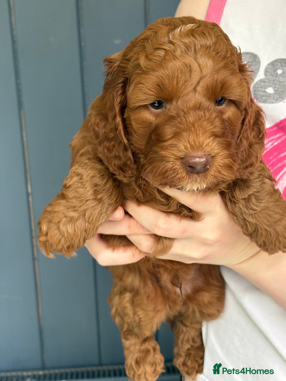 Cockapoo dogs for sale: Red, Chocolate and Merle Cockapoo Puppies - Image 9
