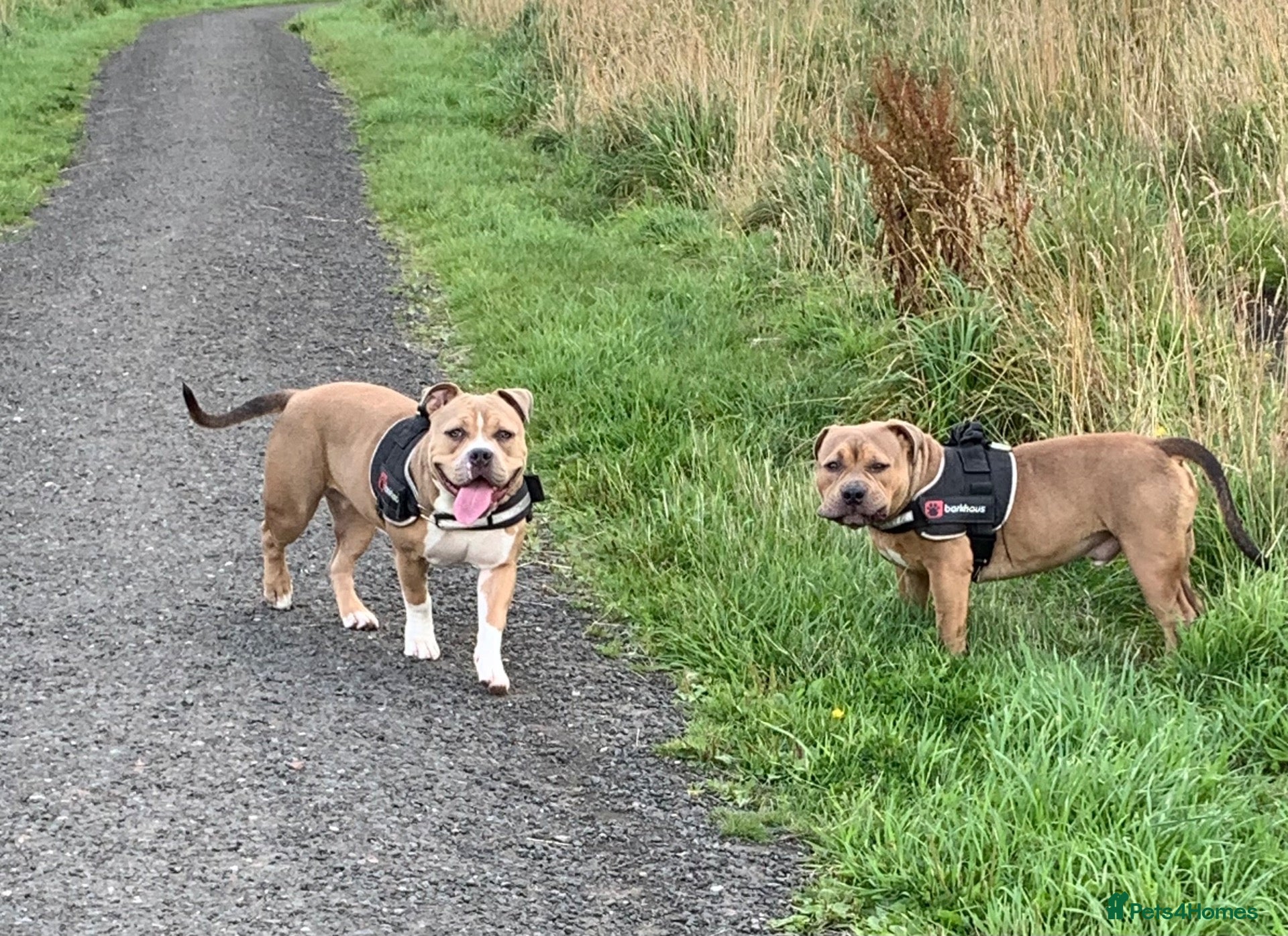 American Bully dogs Pocket bullys - Advert 1