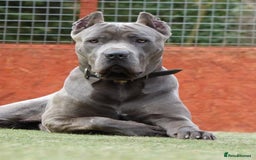 Mixed Breed dogs for sale: Cane corso x mail pups available.  - Advert 10